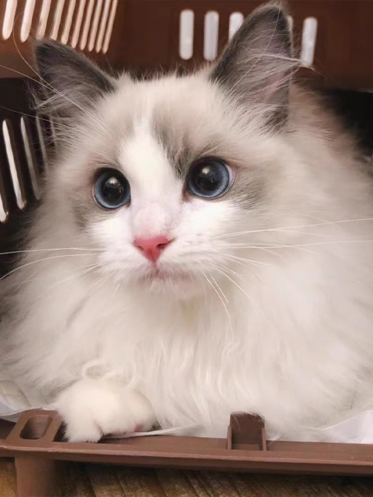 猫舍直销,批发价出售,布偶猫